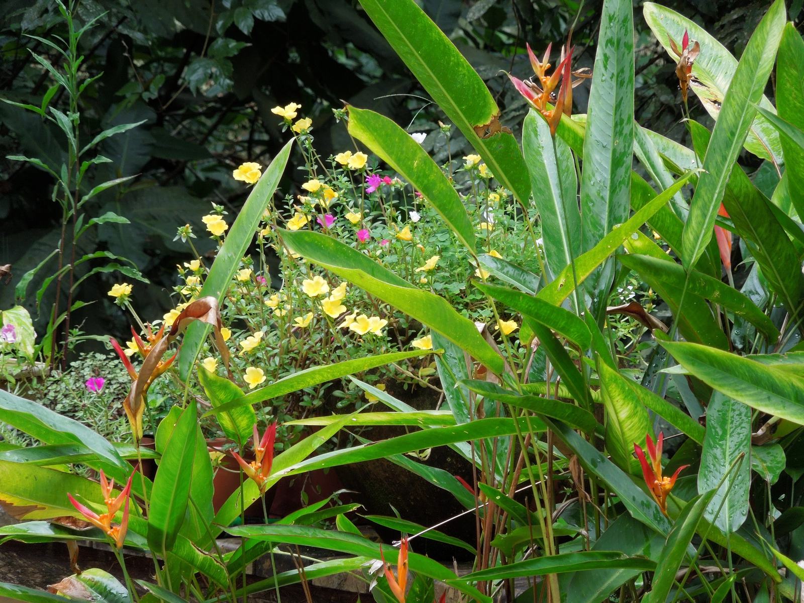 Área externa 5 — São Pedro, Guarujá, à venda, Casa
